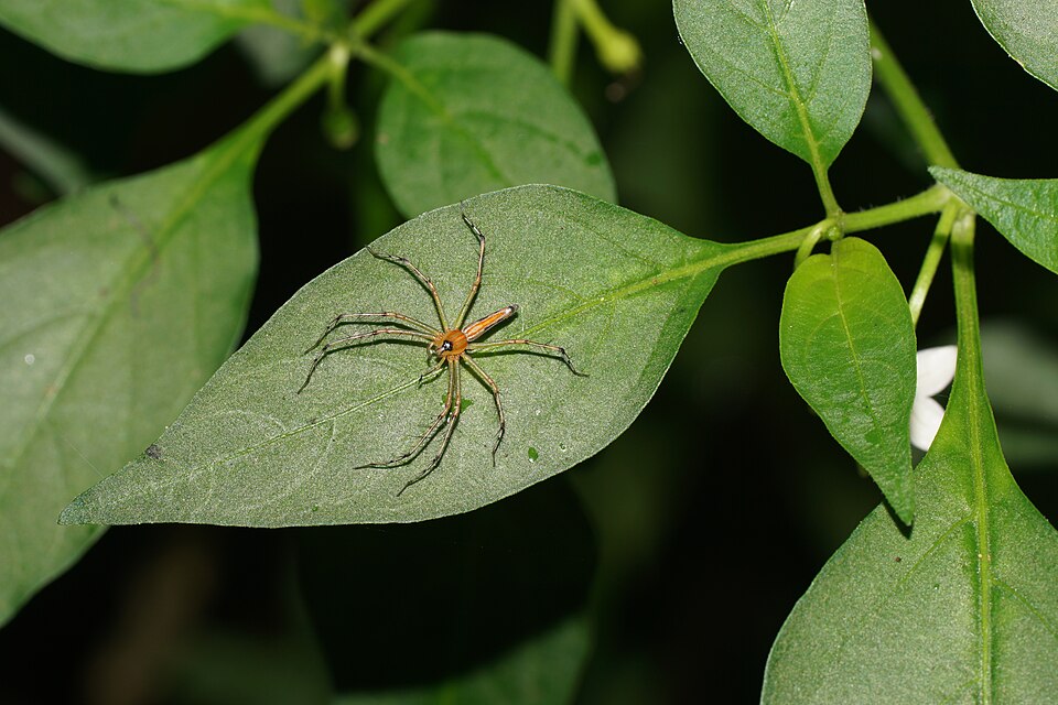 File:Oxyopes sunandae 07034.jpg