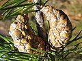 Closed, mature cones