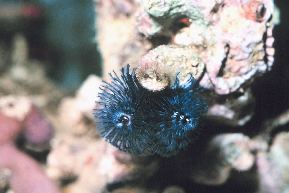 File:Reef0232.jpg