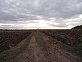 Fields