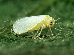 Adult