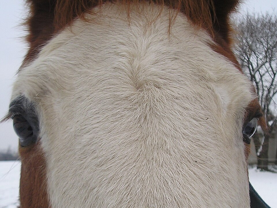 File:SummerWhorl 2.JPG