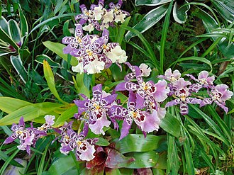 × Aliceara Clownish 'Cotton Candy', formerly placed in × Bakerara