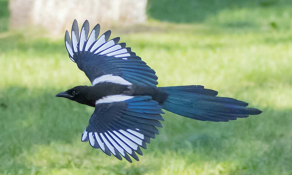 File:Black-billed Magpie in flight 2.jpg