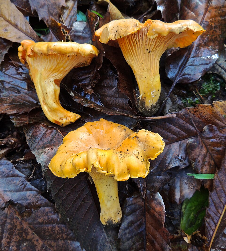 File:Cantharellus subpruinosus 313196.jpg