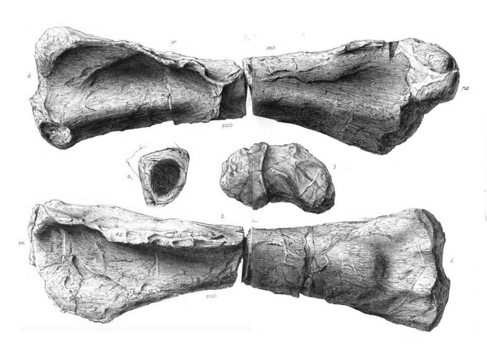 File:Duriatitan.png