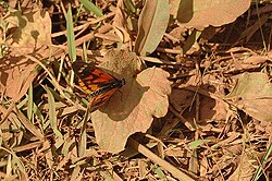 Acraea amicitiae