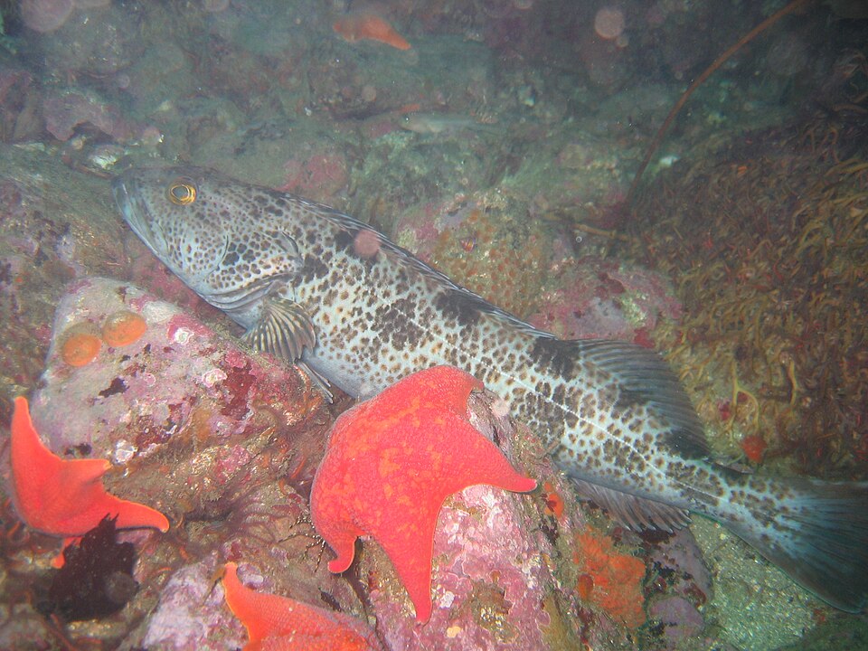 File:Lingcod2.JPG