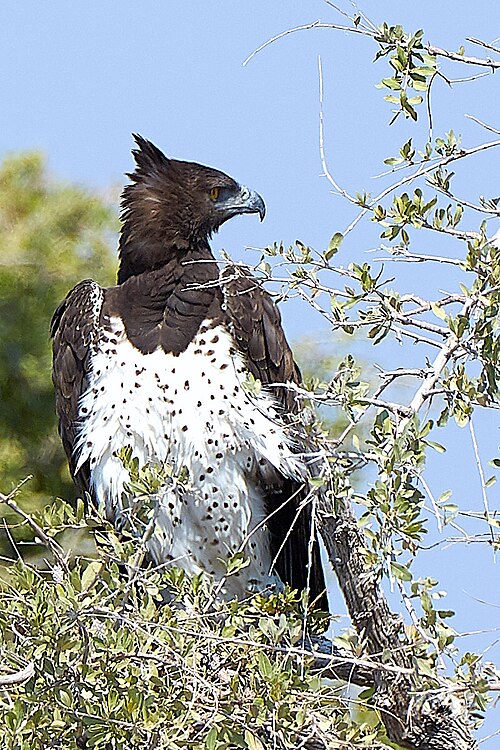 File:Martial Eagle Turn 2019-07-24.jpg