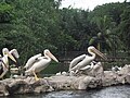 Pelicans