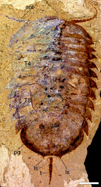 File:Retifacies fossil (cropped).png