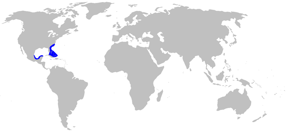 File:Scyliorhinus meadi distmap.png