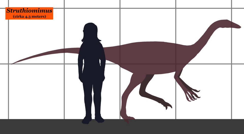 File:Struthiomimus SIZE.png