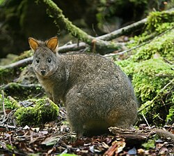 Thylogale billardierii