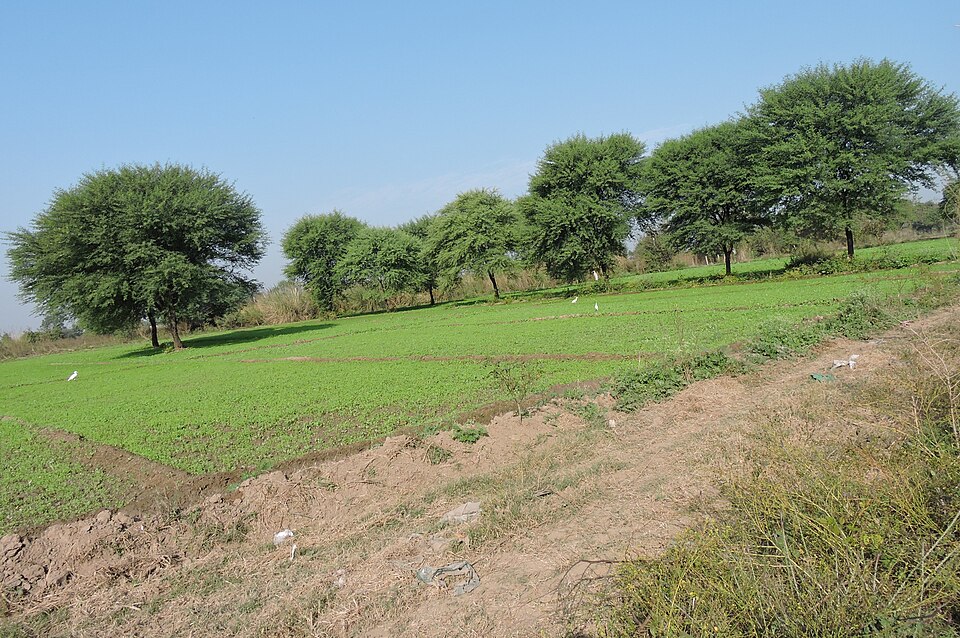 File:Vachellia nilotica, Village Behlolpur, Punjab, India.JPG