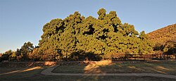 Wonderboom Grove