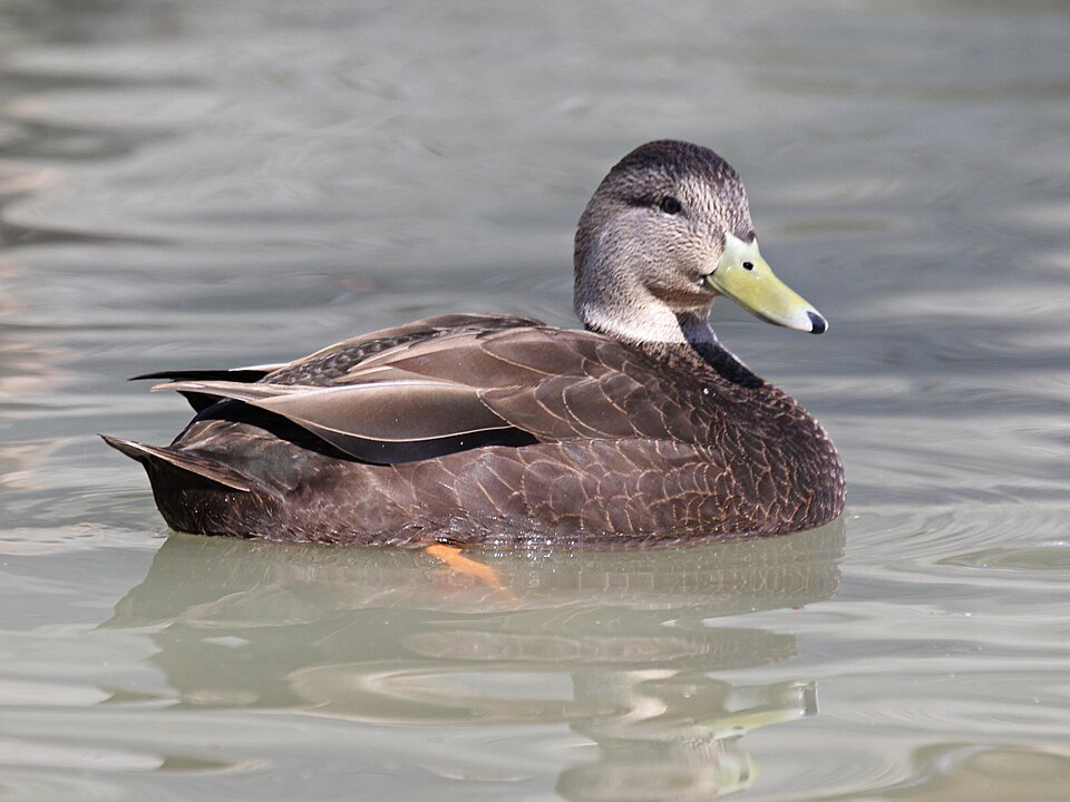 File:American Black Duck male RWD1.jpg