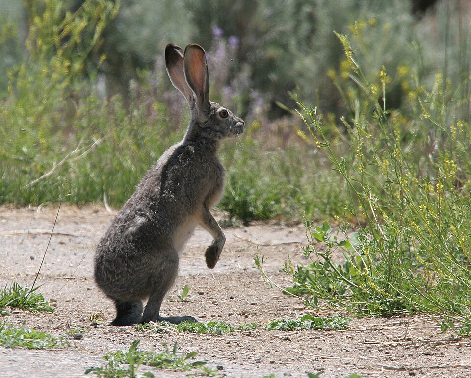 File:Black-tailed jackrabbit.jpg