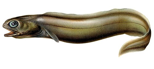 Coloconger raniceps (Colocongridae)