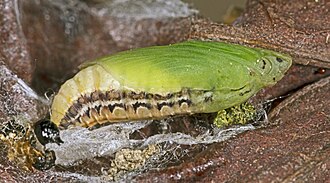 &nbsp;Pupa