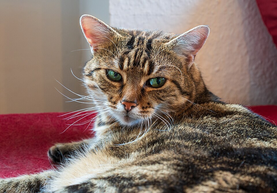 File:Europäisch-Kurzhaar-Katze Kathinka 2019-07-15 (cropped 2022).jpg
