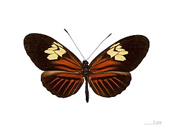 H. m. penelope, male, dorsal