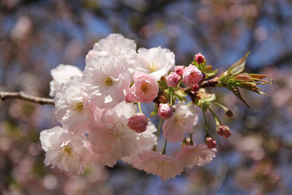 File:Ichiyo, Cerasus lannesiana 'Ichiyo' Koidzumi.JPG
