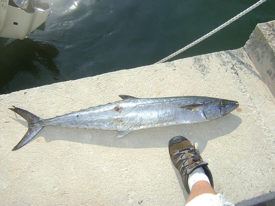 File:King Mackerel.JPG