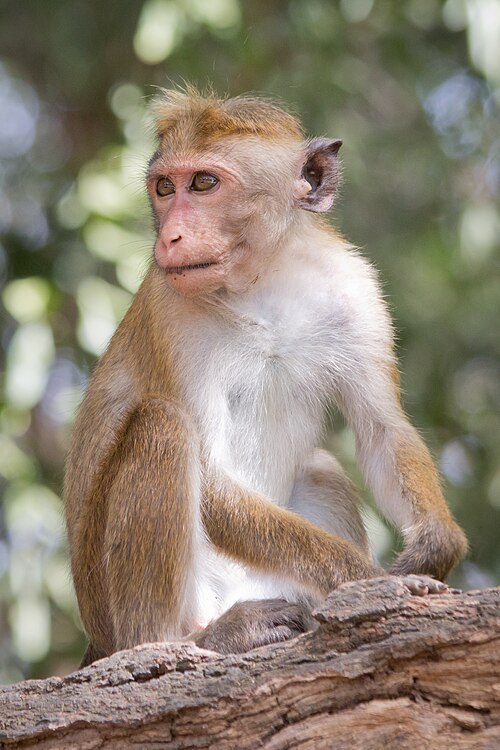 File:Macaca sinica - 01.jpg