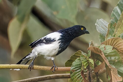 Magpie tanager Cissopis leverianus Ecuador