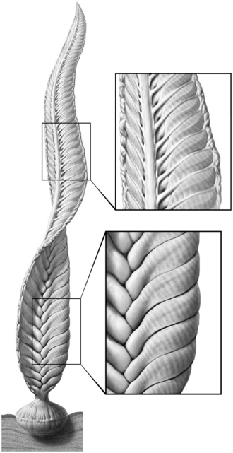 File:Morphological reconstruction of Akrophyllas longa.png