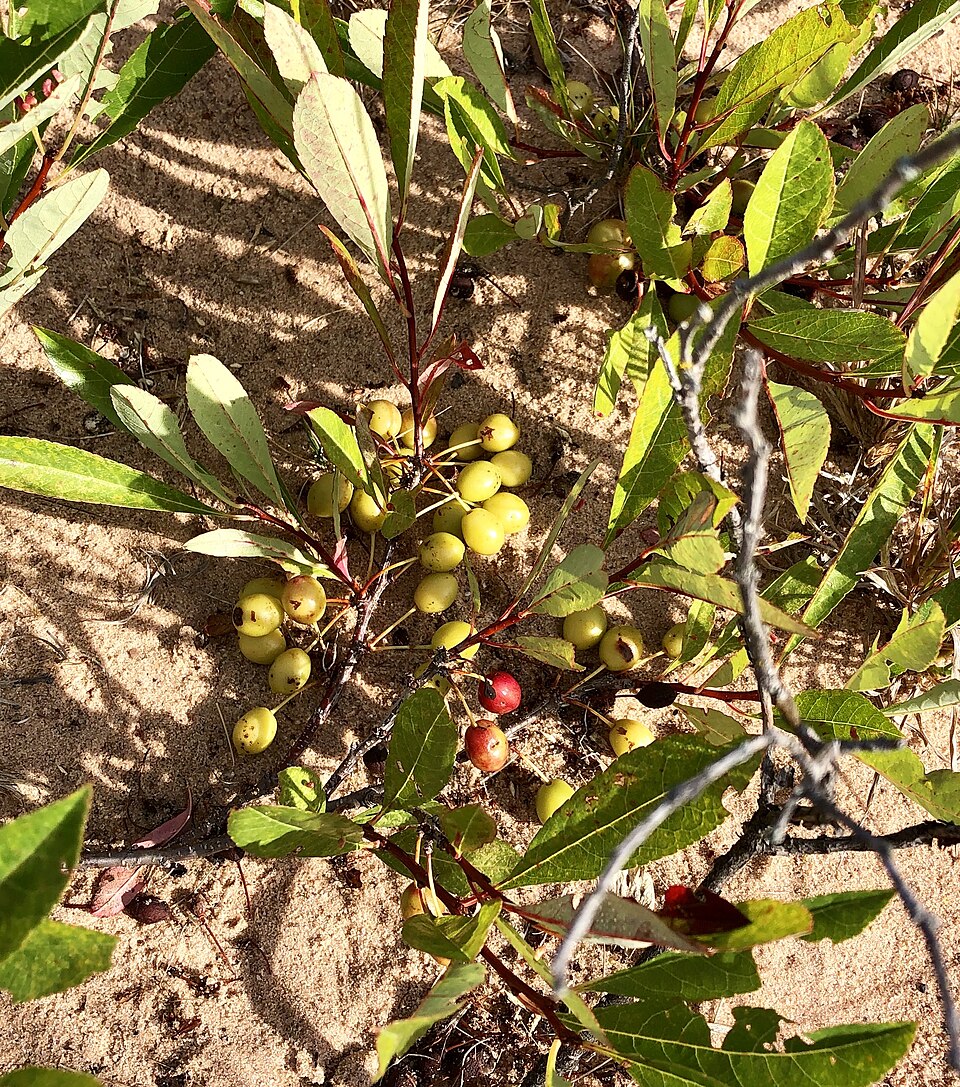 File:Prunus pumila (Sand Cherry) (09246a38-f43e-4dea-9228-bfa42287be9f).jpg