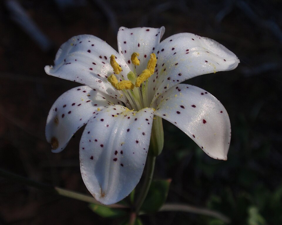 File:Redwood Lily 01 (3704507504).jpg