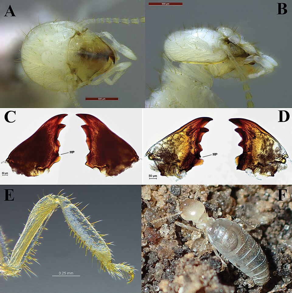 File:Rustitermes boteroi (10.3897-zookeys.922.47347) Figure 2.jpg