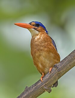 São Tomé kingfisher, by Charlesjsharp