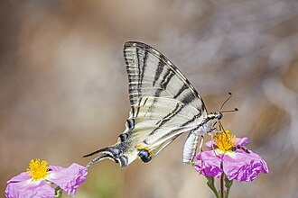 Scarce swallowtail (Iphiclides podalirius podalirius) Afrodisias