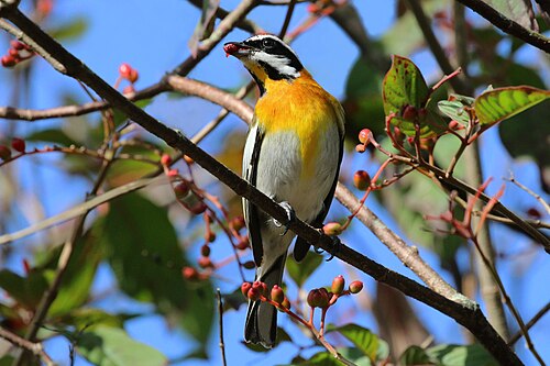 Western spindalis Spindalis zena pretrei ♂ Cuba