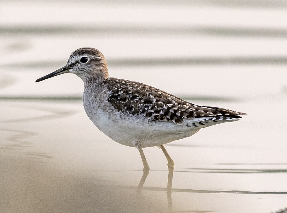 File:Wood Sandpiper, Ameenpur Lake, India.jpg
