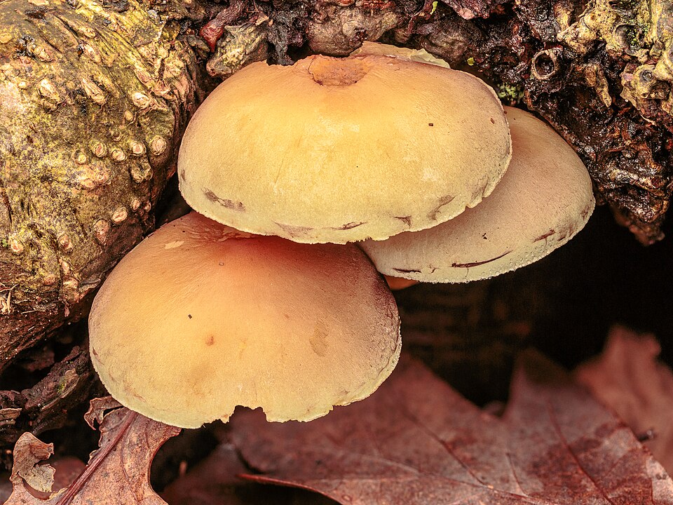 File:Zwafelkop (Hypholoma), 22-11-2023. (d.j.b).jpg