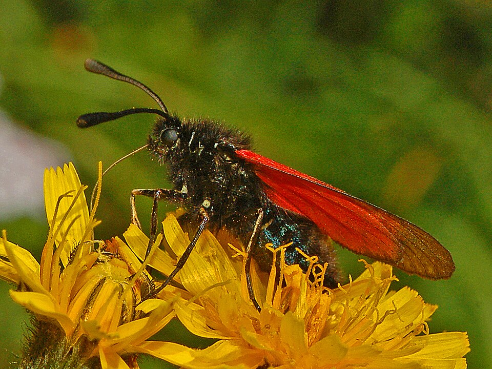File:Zygaenidae - Zygaena purpuralis-001.JPG