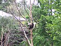 Thumbnail for version as of 01:24, 22 July 2012