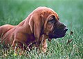 Image 41Bloodhound puppy (from Puppy)