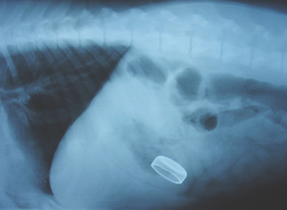 File:Bottle top swallowed by dog 2.JPG