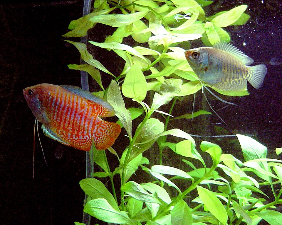 File:Colisa lalia-Male and Female.jpg