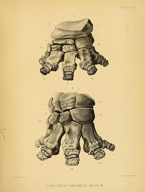 File:Dinocerata (Pl. LIV) (7159107224).jpg