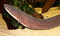 Electrophorus electricus