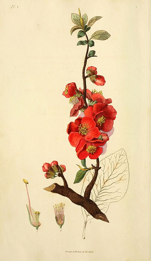 File:Flora conspicua (Pl. 1) (6046331339).jpg