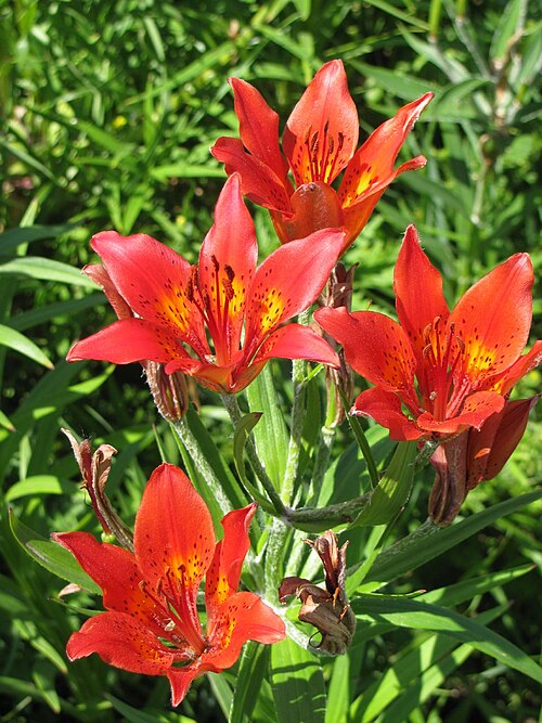 File:Lilium dauricum.jpg