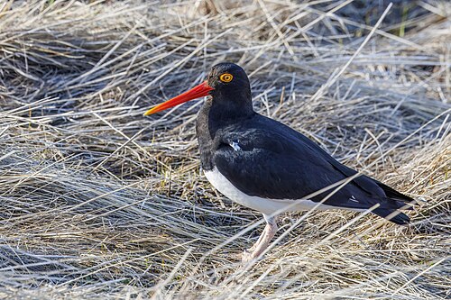 Magellanic oystercatcher Haematopus leucopodus Chile
