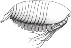 Life restoration of Oestokerkus